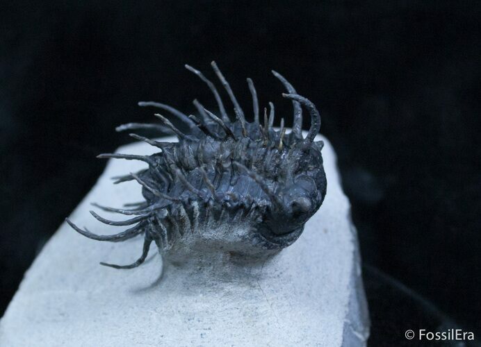 Insanely Spiny Koneprusia Trilobite #2176